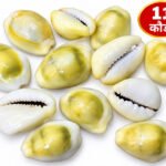 Natural Yellow KauriPeeli Kodifor Laxmi Pooja and Diwali Pooja Set 11 Pieces