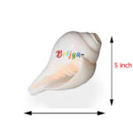 Plain Gol Sacred, Blowing Shankh For Puja