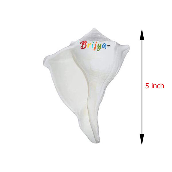 PI16 Dakshinavarti shankh Narayan Shank