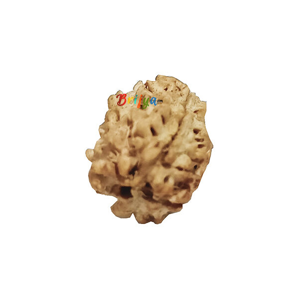 PI22-3 3Mukhi Rudraksha Bead