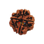 4 Mukhi Rudraksha Bead