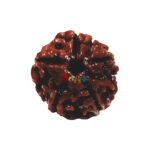 5 Mukhi Rudraksha Bead