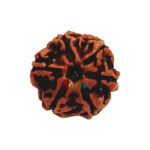 6 Mukhi Rudraksha Bead