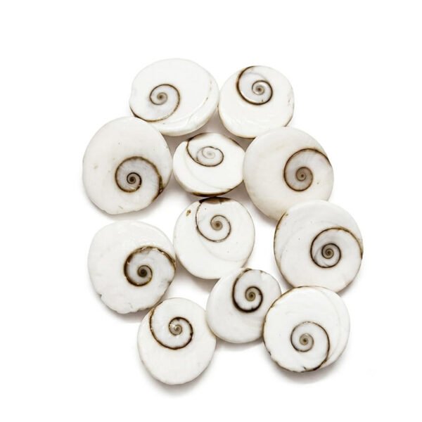 Natural GomatiGomti Chakra Original for Puja (White) 11 Pieces.